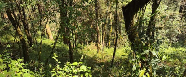 Real Estate Avándaro