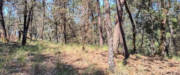 Real Estate Avándaro