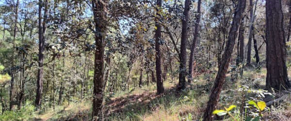 Real Estate Avándaro